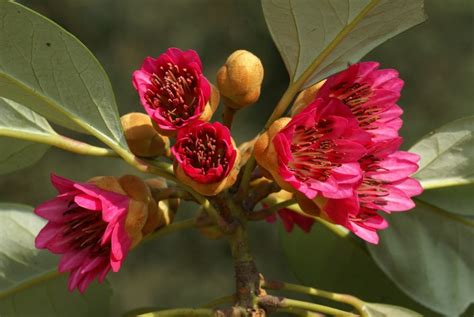 紅花喬木|香港濕地公園